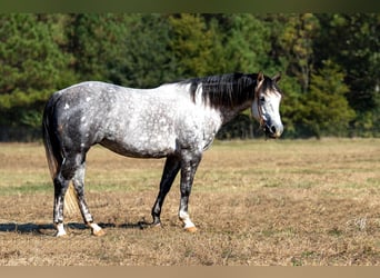 American Quarter Horse, Mare, 6 years, 15 hh, Gray-Dapple