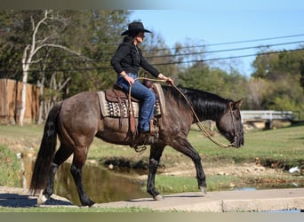 American Quarter Horse, Mare, 6 years, 15 hh, Grullo