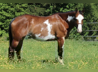 American Quarter Horse, Mare, 6 years, 15 hh, Overo-all-colors