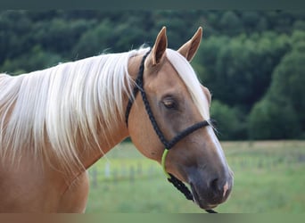 American Quarter Horse Mix, Mare, 6 years, 15 hh, Palomino