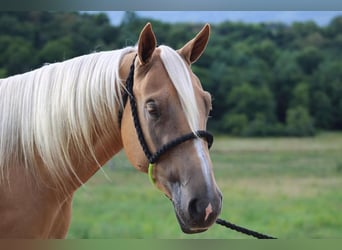 American Quarter Horse Mix, Mare, 6 years, 15 hh, Palomino
