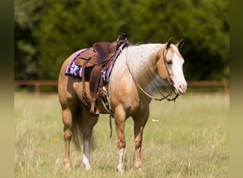 American Quarter Horse, Mare, 6 years, 15 hh, Palomino