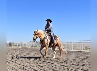 American Quarter Horse, Mare, 6 years, 15 hh, Palomino