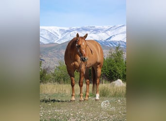 American Quarter Horse, Stute, 6 Jahre, 15 hh, Red Dun