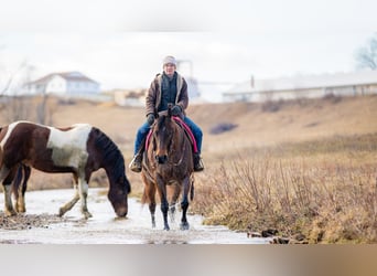 American Quarter Horse, Mare, 6 years, 15 hh, Roan-Bay