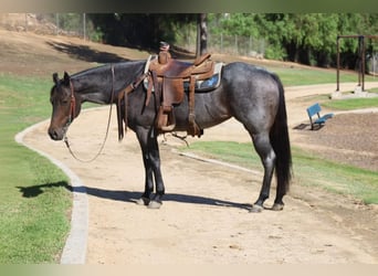 American Quarter Horse, Mare, 6 years, 15 hh, Roan-Blue