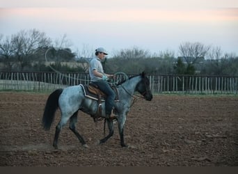 American Quarter Horse, Mare, 6 years, 15 hh, Roan-Blue