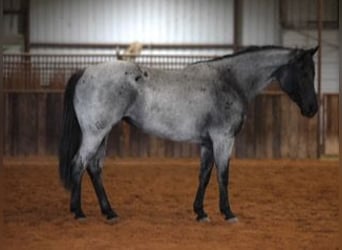 American Quarter Horse, Mare, 6 years, 15 hh, Roan-Blue