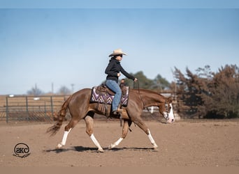 American Quarter Horse, Mare, 6 years, 15 hh, Sorrel