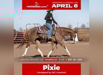 American Quarter Horse, Mare, 6 years, 15 hh, Sorrel