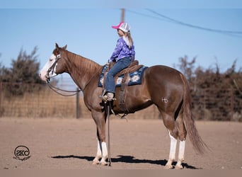 American Quarter Horse, Mare, 6 years, 15 hh, Sorrel