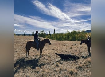American Quarter Horse, Mare, 6 years, 15 hh, Sorrel