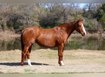 American Quarter Horse, Mare, 6 years, 15 hh, Sorrel