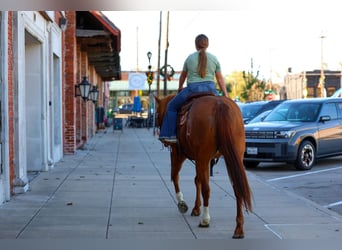 American Quarter Horse, Mare, 6 years, 15 hh, Sorrel