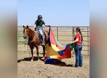 American Quarter Horse, Mare, 6 years, 15 hh, Sorrel
