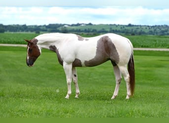 American Quarter Horse, Mare, 6 years, 15 hh, Tobiano-all-colors