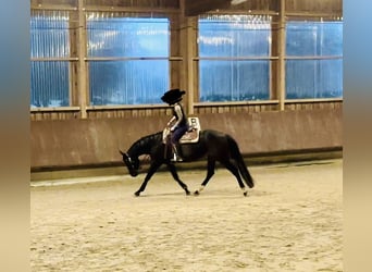 American Quarter Horse, Mare, 6 years, 15,1 hh, Brown