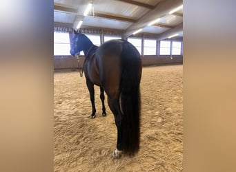American Quarter Horse, Mare, 6 years, 15,1 hh, Brown