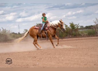 American Quarter Horse, Mare, 6 years, 15,1 hh, Palomino
