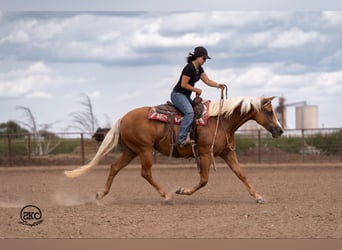 American Quarter Horse, Mare, 6 years, 15,1 hh, Palomino