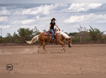 American Quarter Horse, Mare, 6 years, 15,1 hh, Palomino