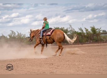 American Quarter Horse, Mare, 6 years, 15,1 hh, Palomino