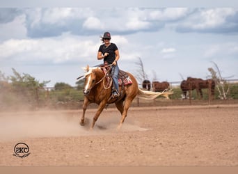 American Quarter Horse, Mare, 6 years, 15,1 hh, Palomino