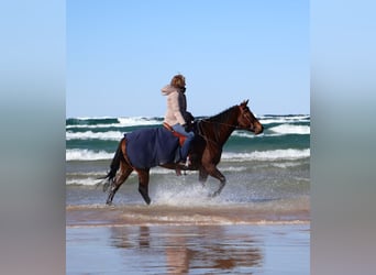 American Quarter Horse, Mare, 6 years, 15,2 hh, Bay