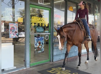 American Quarter Horse, Mare, 6 years, 15,2 hh, Bay