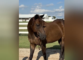 American Quarter Horse, Mare, 6 years, 15,3 hh, Bay