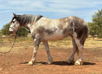 American Quarter Horse, Mare, 6 years, 16 hh, Roan-Blue