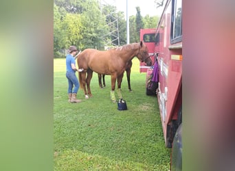 American Quarter Horse, Mare, 6 years, 16,2 hh, Chestnut
