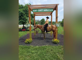 American Quarter Horse, Mare, 6 years, 16,2 hh, Chestnut