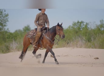 American Quarter Horse, Mare, 6 years, Bay