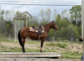 American Quarter Horse, Mare, 6 years, Bay