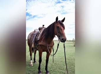 American Quarter Horse, Mare, 6 years, Bay