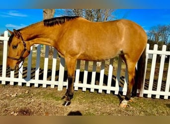 American Quarter Horse Mix, Mare, 6 years, Buckskin