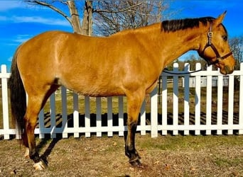 American Quarter Horse Mix, Mare, 6 years, Buckskin
