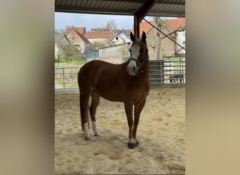 American Quarter Horse, Mare, 6 years, Chestnut-Red