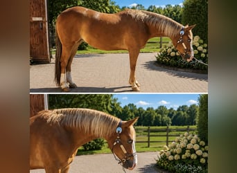 American Quarter Horse, Mare, 6 years, Chestnut-Red