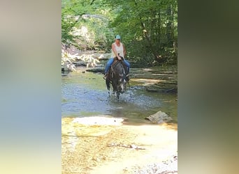 American Quarter Horse, Mare, 6 years, Grey