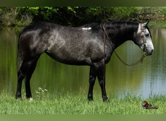 American Quarter Horse, Mare, 6 years, Grey