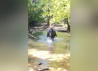 American Quarter Horse, Mare, 6 years, Grey