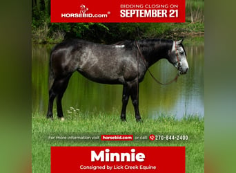 American Quarter Horse, Mare, 6 years, Grey