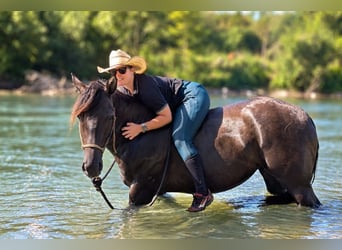 American Quarter Horse, Mare, 6 years, Grullo