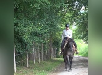 American Quarter Horse, Mare, 6 years, Grullo