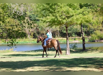 American Quarter Horse, Mare, 6 years, Grullo
