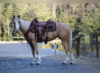 American Quarter Horse, Mare, 6 years, Palomino