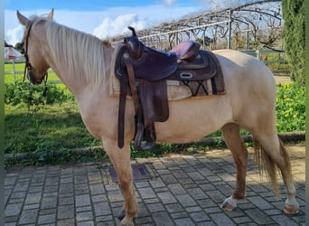 American Quarter Horse, Mare, 6 years, Palomino