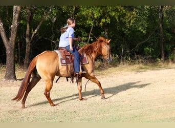 American Quarter Horse, Mare, 6 years, Red Dun